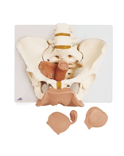 Female Pelvis Skeleton with Genital Organs, 3 part